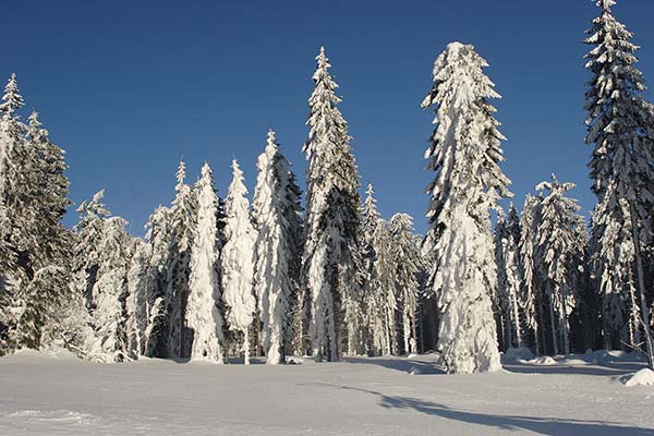 Winterlandschaft 600×400